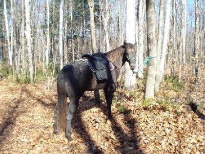 Desteny,  à la pause diner en forêt