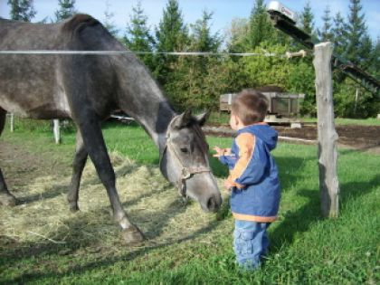 Willyam 21 mois monte souvent Thalya qui est le cheval de la...