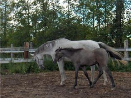 le poulain et sa maman au concour