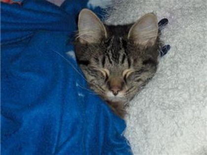 Encore mon chatounet adoré,mais qui fait un petit dodo dans mon...