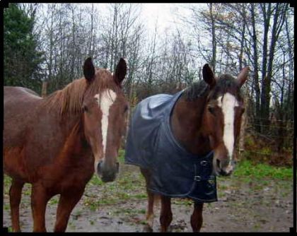Harmonie et Jolly sous la pluie...! ;)