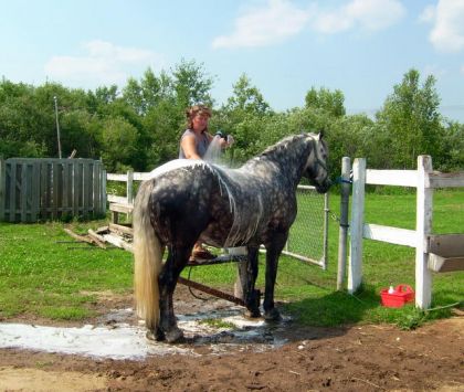 Silver qui prend une douche. Si j'aimerais ça avoir une vraie...