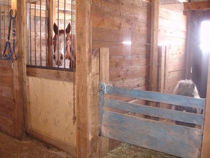 Différence de grandeur en poney et cheval