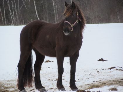 Percy une journée avant la tempête de février 2011