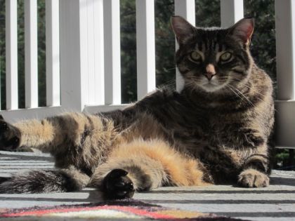 Fifi et son regard per&ccedil;ant