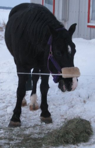 Le Dernier Déjeuner A Mon Cheval A St-Bernard Ce Matin a 6h30 27...