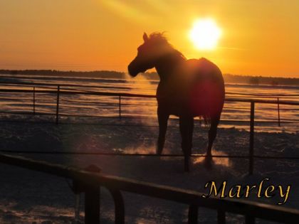 Marley, la superbe jument d'une amie