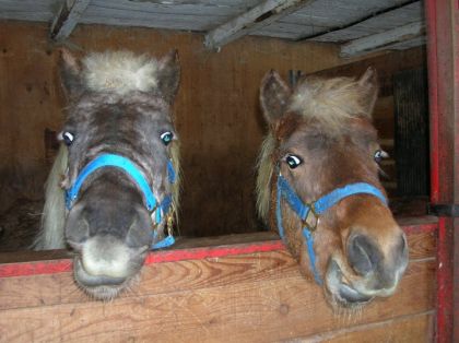 Dora(gauche) & Babouche(droite). Les deux poneys de l'écurie. :)