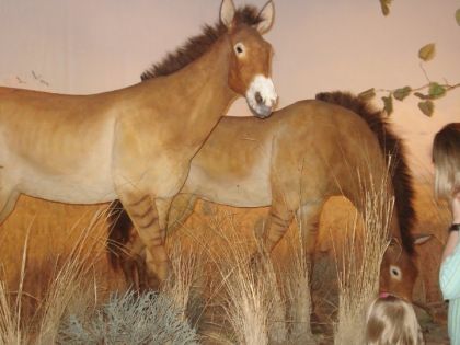 Au mus&eacute;e! lhistoire des chevaux!