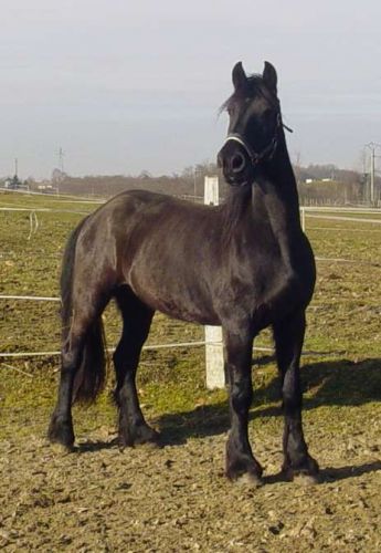 mon petit bébé