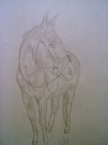 Trinity , jument polish Warmblood dont Dressage<3 m'avait...