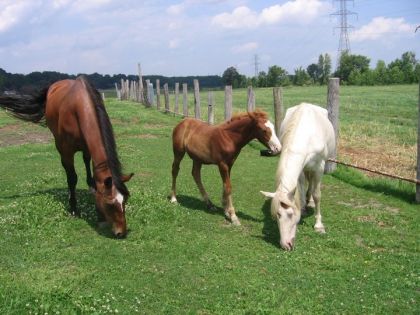 La petite famille reconstituer