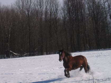 Kigalie qui voyait deux de mes amis passer à cheval et voulait...
