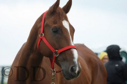 Akbar Bask, "mon" cheval, a la vie, a la mort (L) 