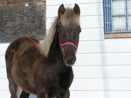 Portrait d'un cheval