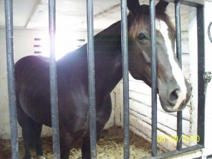 Voici une autre photo de ma belle chanel! La jument que j'aime...