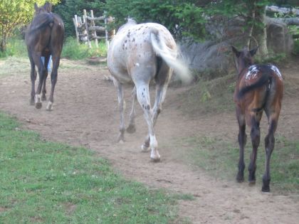 Molly avec Maman et un poulain de l'année précédente... tous à...