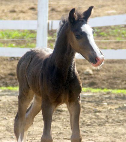 Notre ptit Midnight