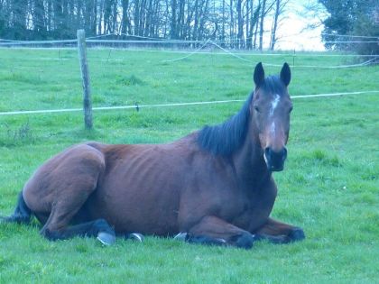 camino pendant une petite sieste .. ( le 09/03/2011 )