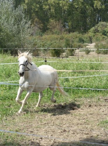 Une belle jument lipizzan-camargue qui se prénomme babieca (...