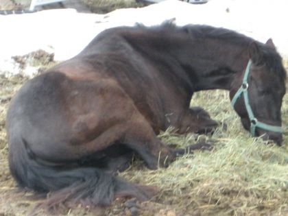 Mon cheval Fury Quand Il etais Jeunee