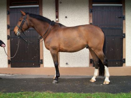 Un cheval qu'une amie à eue la chance de monter en France.