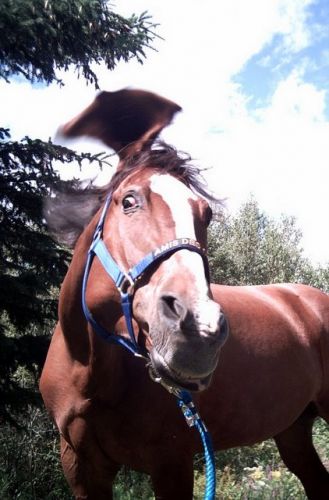 Cheval avec mouche dans l'oreille
