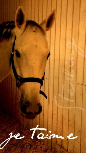mon cheval sterling :)