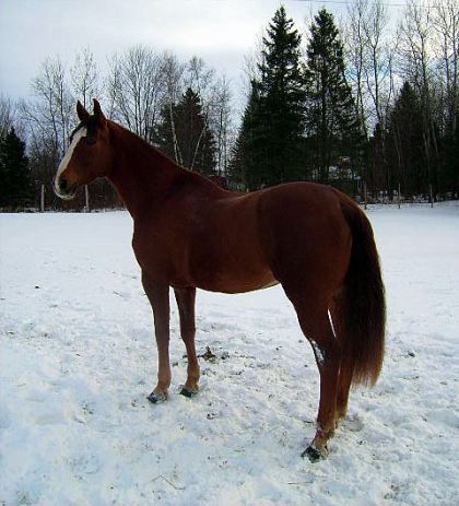 Cette semaine la neige est arrivée par chez nous! Voici matante...