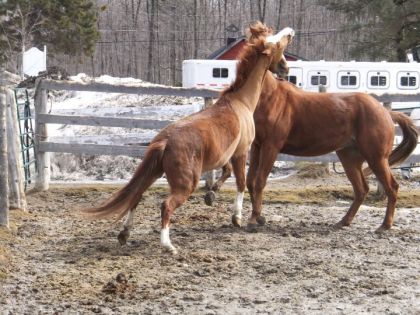 Piper et Romeo dans les pres :) ce petit la pense qu'il est LE...