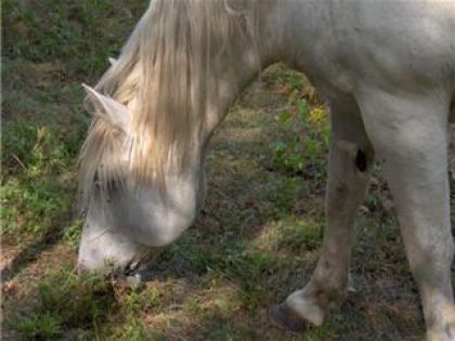 le joli cheval blanc des voisins de mes amis