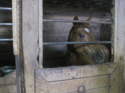 Cheval