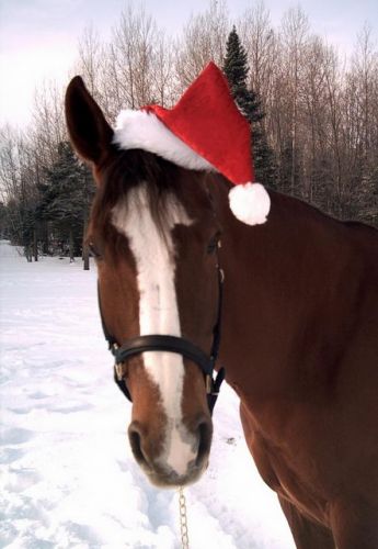 Ma jument qui vous dit: joyeux noel en retard...