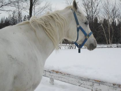 Encore une photo de Simbad qui se laisse aller la crinière au...