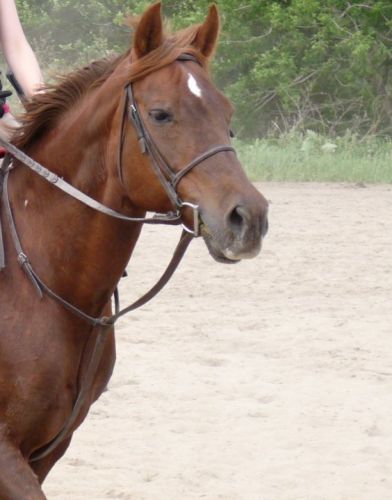 Ruby (L)
