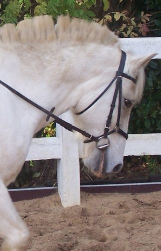 Mon camarguais =)