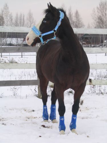 Blue dans la neige! :P .
