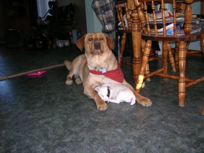 mes 2 chiens dusty et spur