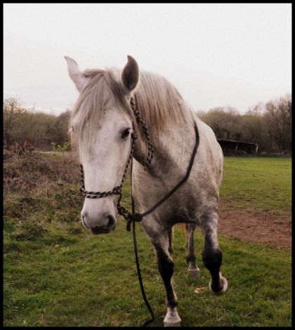 Safir a appris la jambette il le fait bien. 