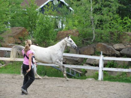 Travail avec BEBE et cheval! Pour vous les mamans! 