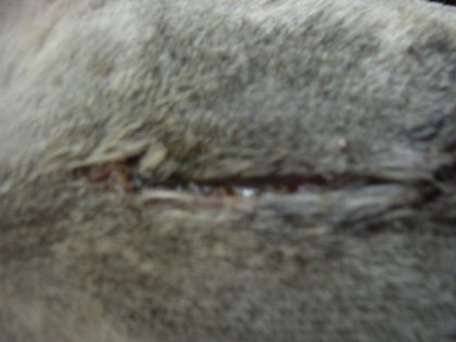 Le bobos de mon cheval :(