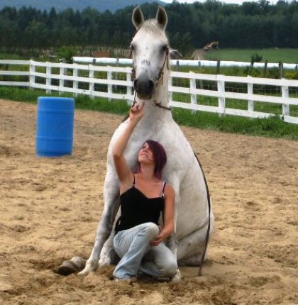 mansour cheval que j'ai entrainer a l'écurie gravel