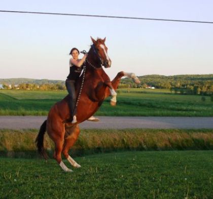jack mon ancien cheval de gymkhana et de cutting