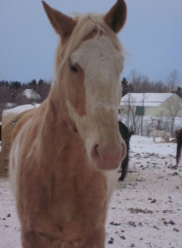 mon bb gazou