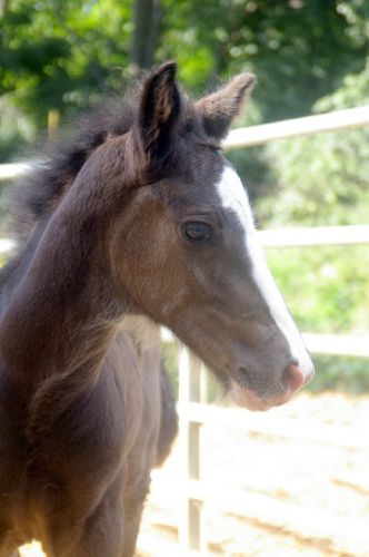le petit poulain Midnight !