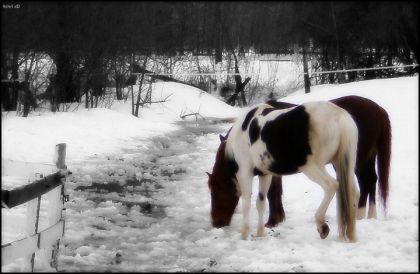 Dixie & Whisky  ... J'aime tellement cette photo !  :)