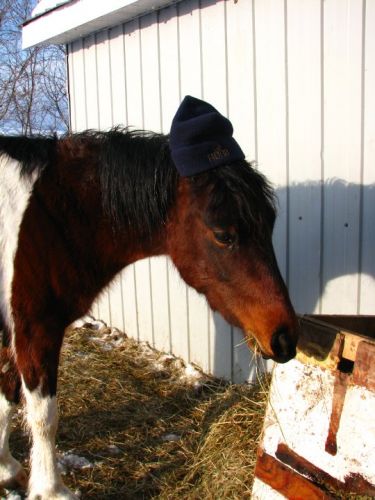 Yo moi s&eacute; Toto! 17 f&eacute;vrier 2011