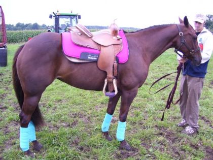 Miss Poco Spring- Vendue