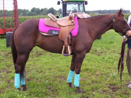 She Looks  Like a Western Pleasure Horse