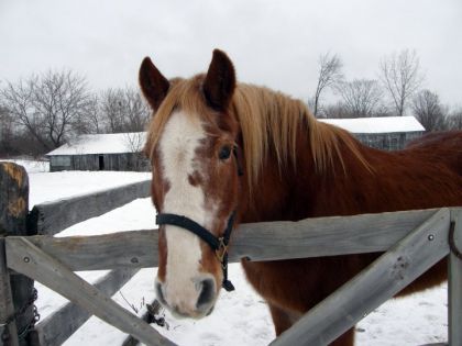 Berline, ma première jument (QH x BELGE)